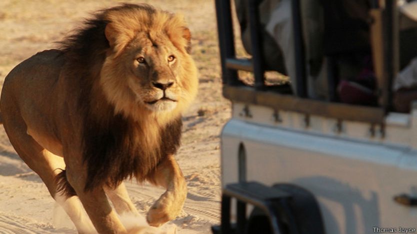 El leónn Cecil corriendo tras un cambión