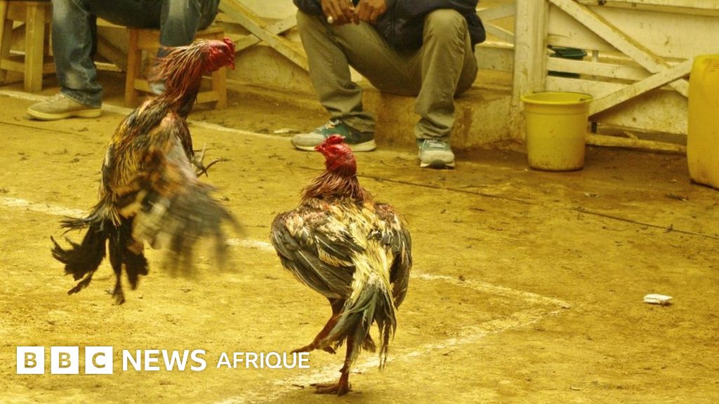 Combats de coq, un sport lucratif à Madagascar BBC Afrique