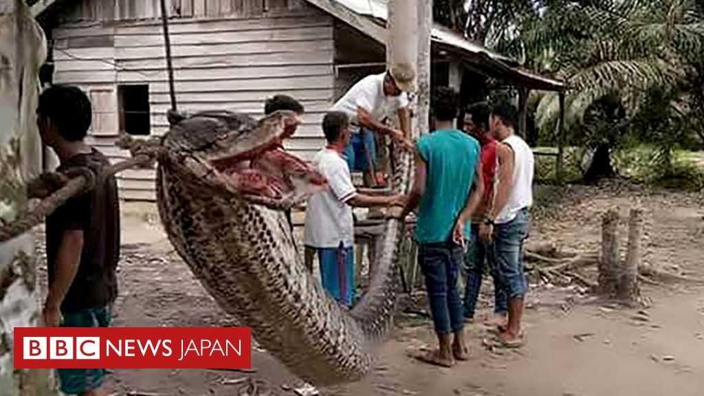 8メートルのニシキヘビと格闘 勝って村全員で食べた - BBCニュース