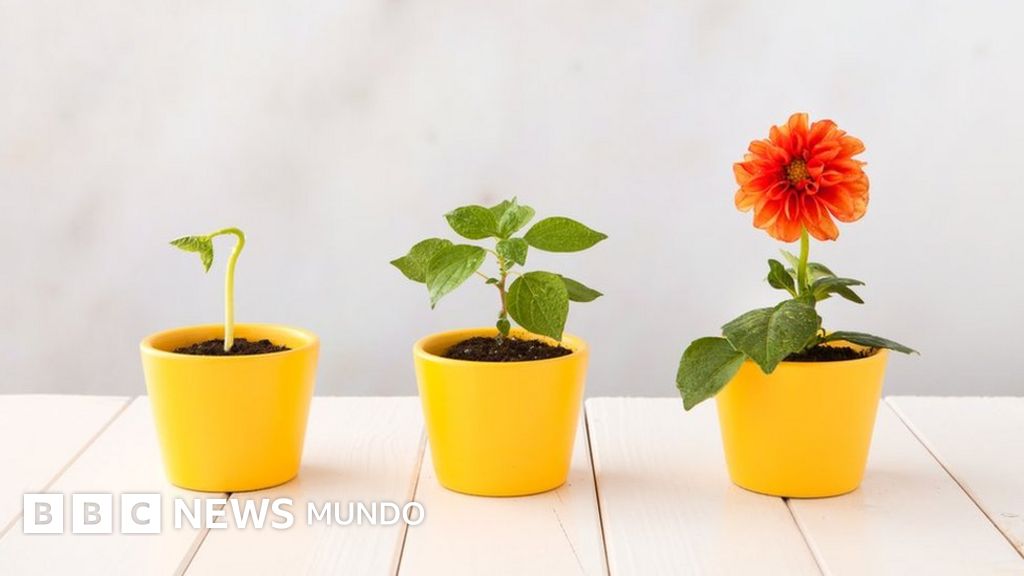 Cómo las plantas con flores evolucionaron y conquistaron el mundo hace millones de años
