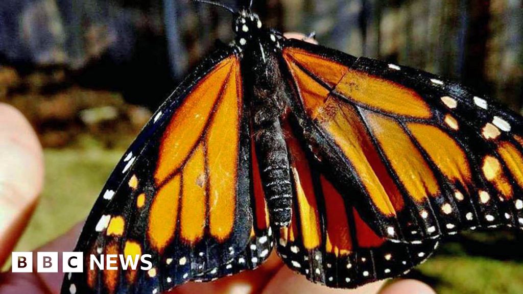 'I fixed a butterfly's broken wing to remember my mother'