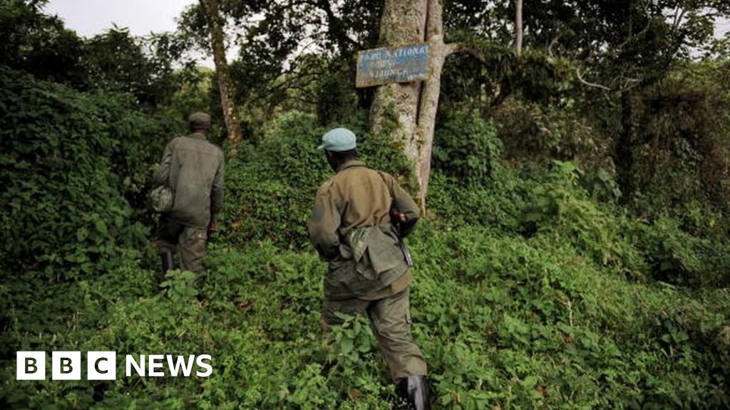 Rangers killed at Congo gorilla park