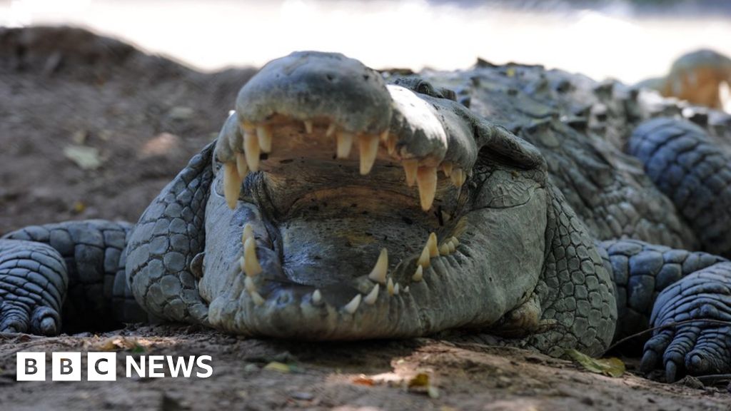 What are the world's deadliest animals? - BBC News