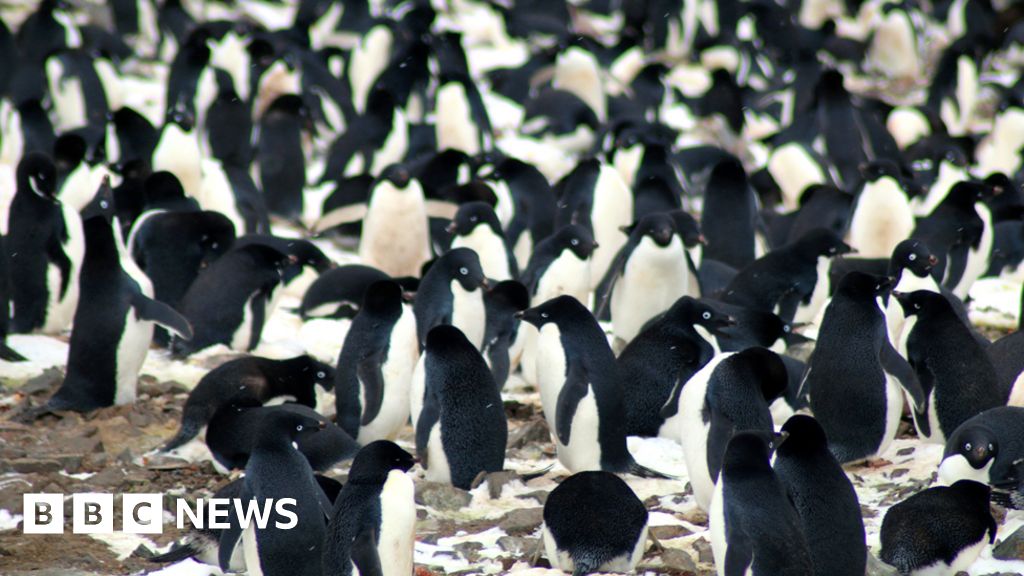 Penguin supercolony spotted from space BBC News