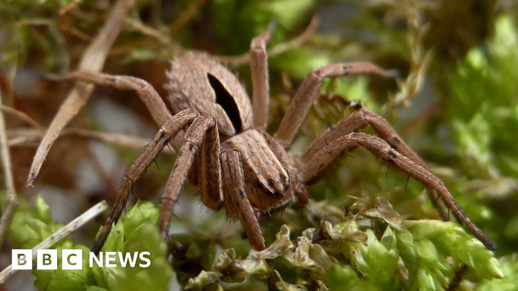 'Extinct' diamond spider found at National Trust park ...