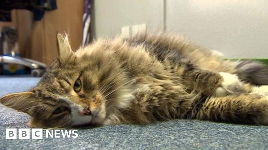 Missing cat found in Nottinghamshire pet food warehouse BBC News