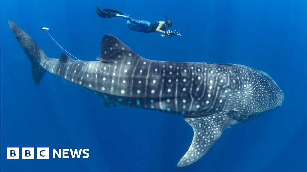 Madagascar emerges as whale shark hotspot