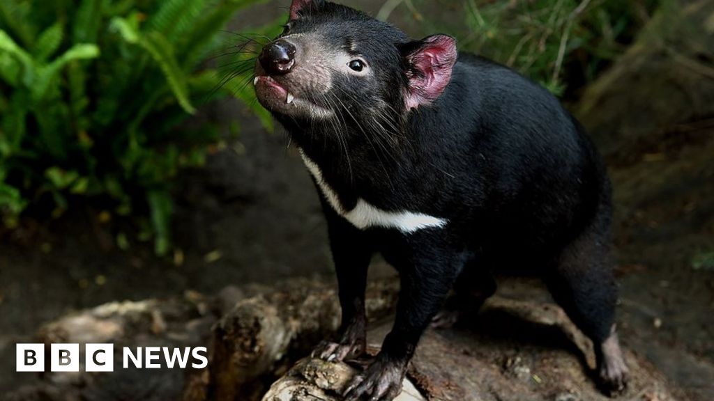 Breakthrough offers hope for Tasmanian devil cancer cure - BBC News