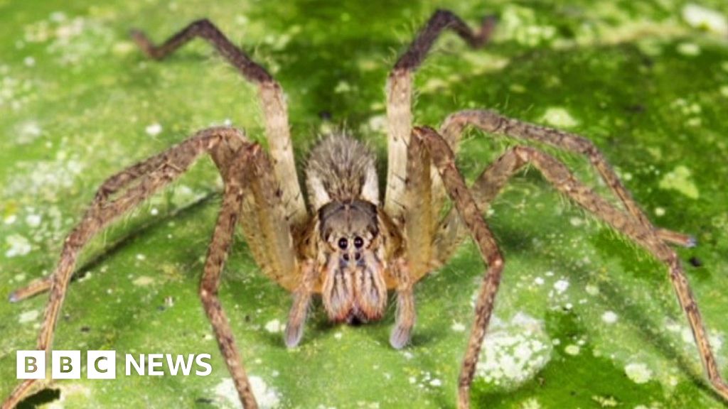 View Baby Bite Brazilian Wandering Spider Gif