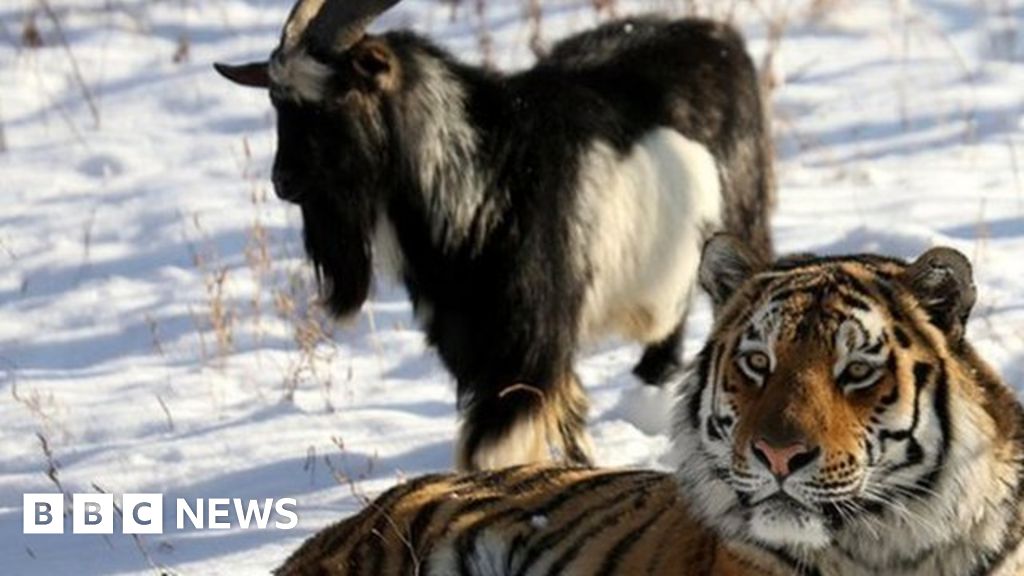 Goat and tiger