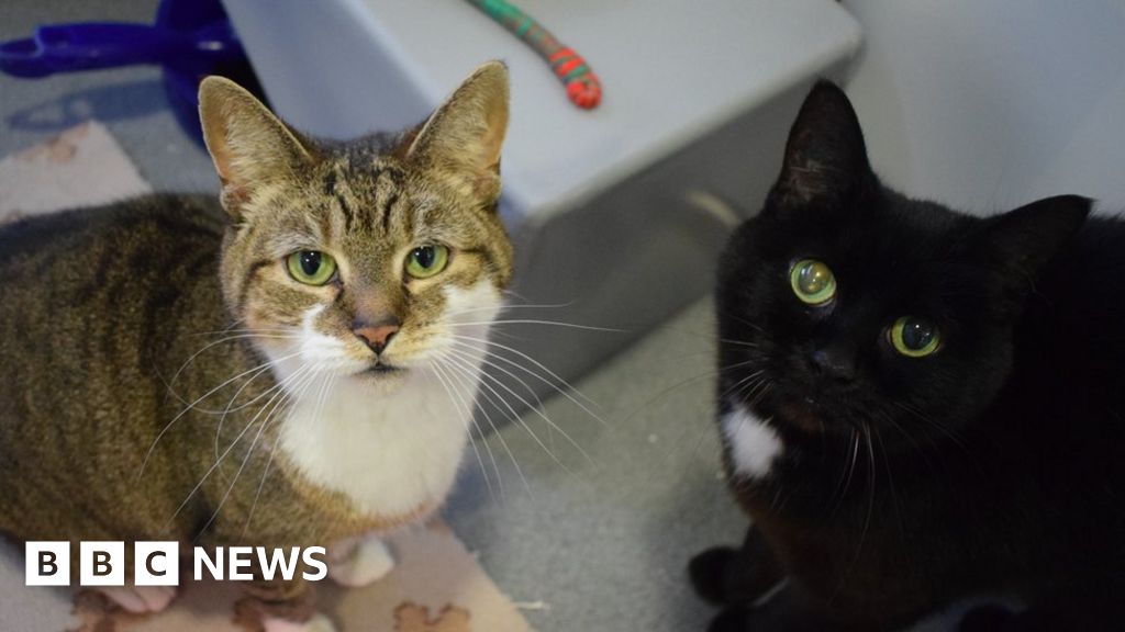 Unwanted Yorkshire cats sent to London