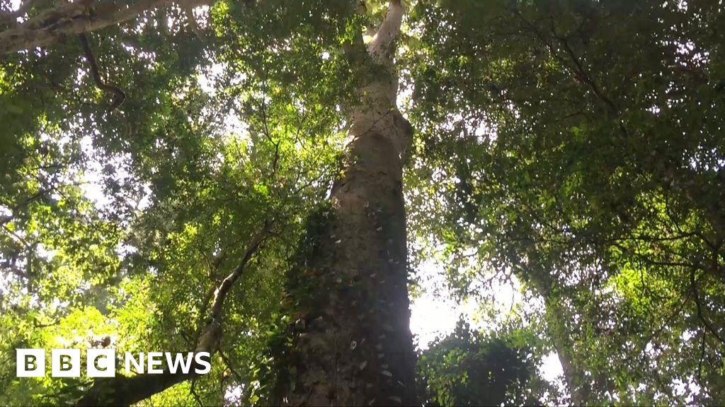 Is this Africa's tallest tree? BBC News
