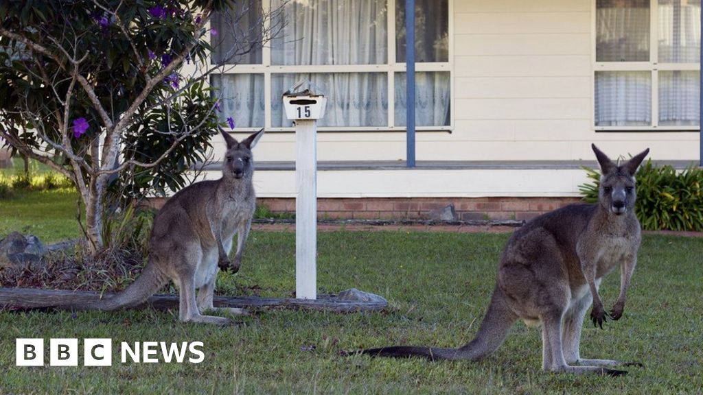 Australians urged to eat kangaroo meat Biology Diagrams