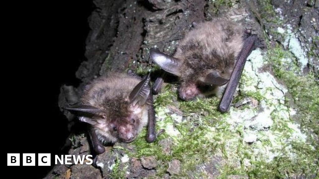 Most UK bat species 'recovering or stable' BBC News