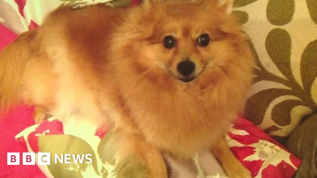 pomeranian-given-death-sentence-in-consent-form-mix-up-bbc-news