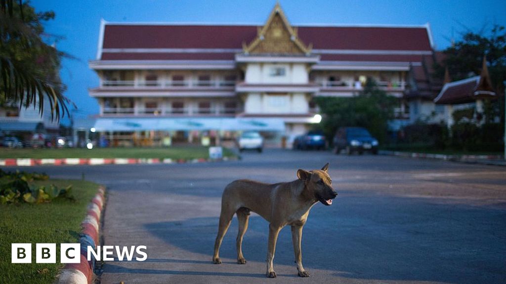 Thailand Rushes To Contain Rabies Outbreak Bbc News