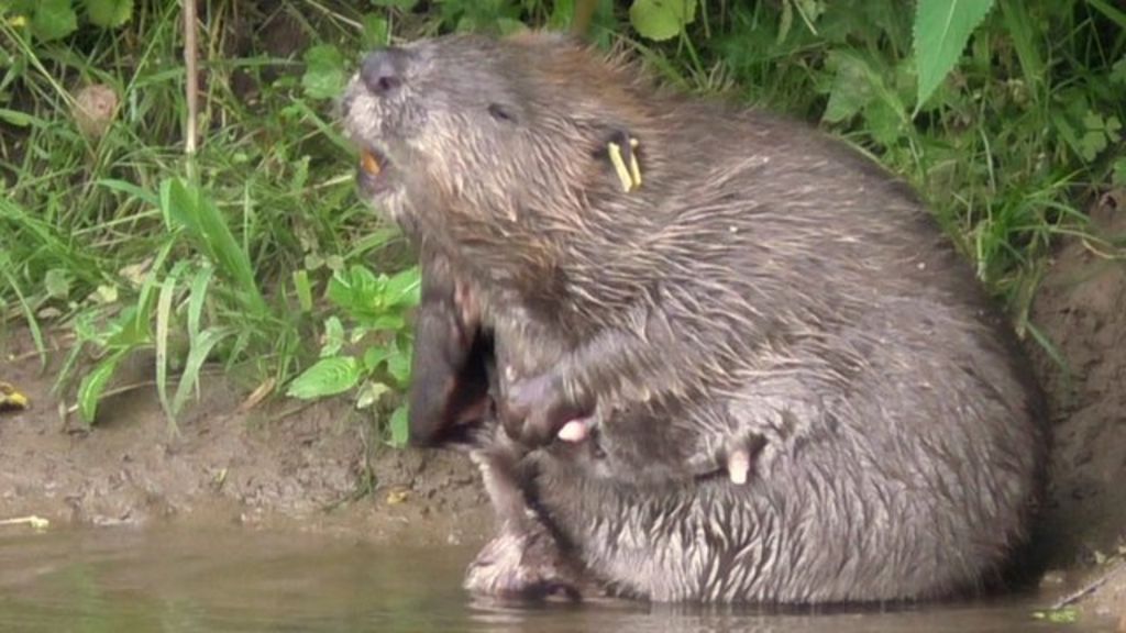 Bushy Beaver