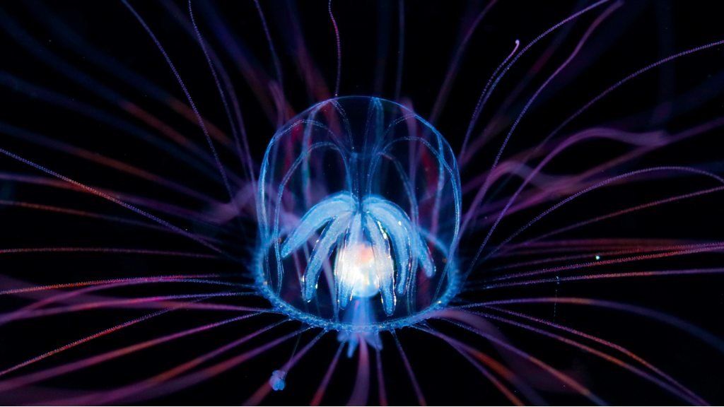 Photographer Ryo Minemizu finds the secret world of plankton