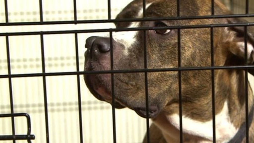 Cost of 'dangerous dogs' kennels criticised - BBC News