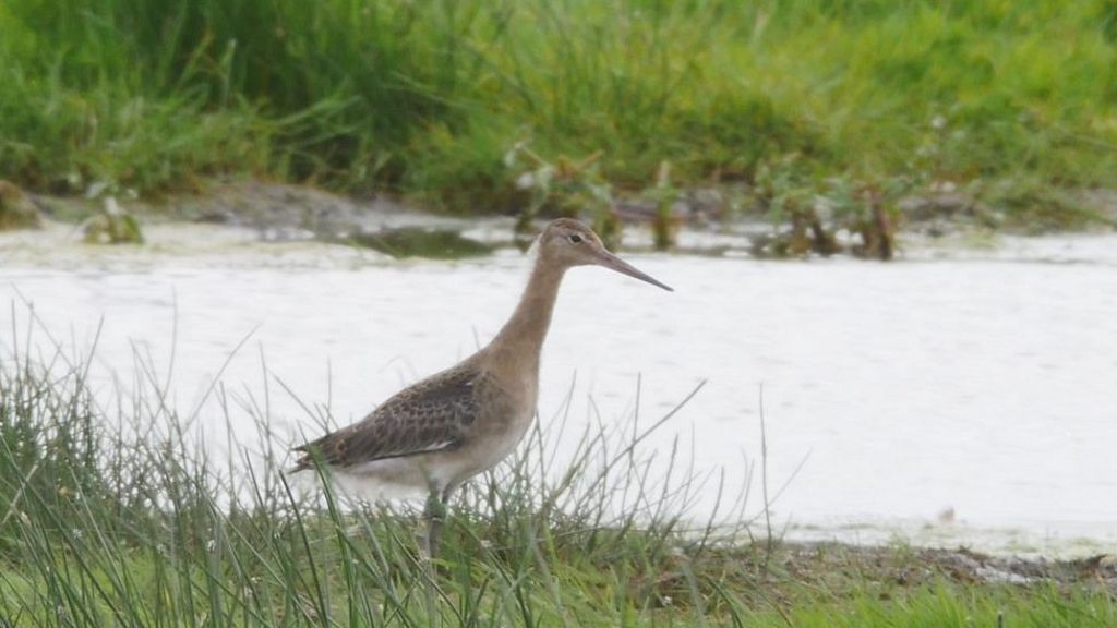 Rare black-tailed godwits released into wild at Welney