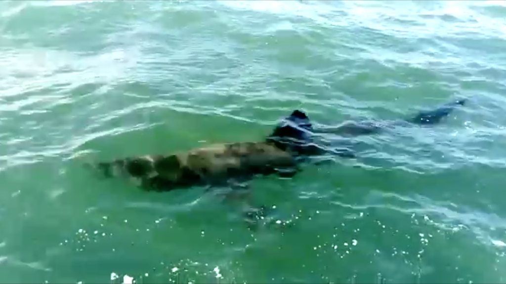 'Rare' North Sea shark sighting off the Norfolk coast - BBC News