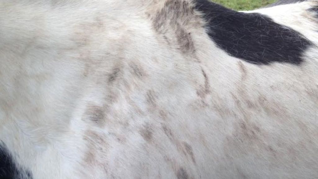 Horses injured at riding centre for disabled children