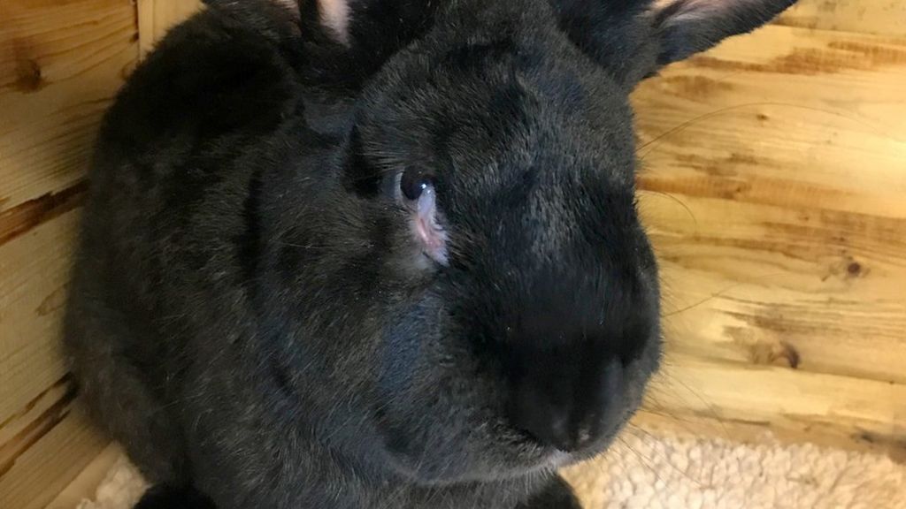 United Airlines investigates giant bunny death