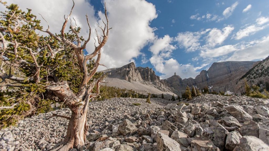 The oldest living thing on Earth - BBC News