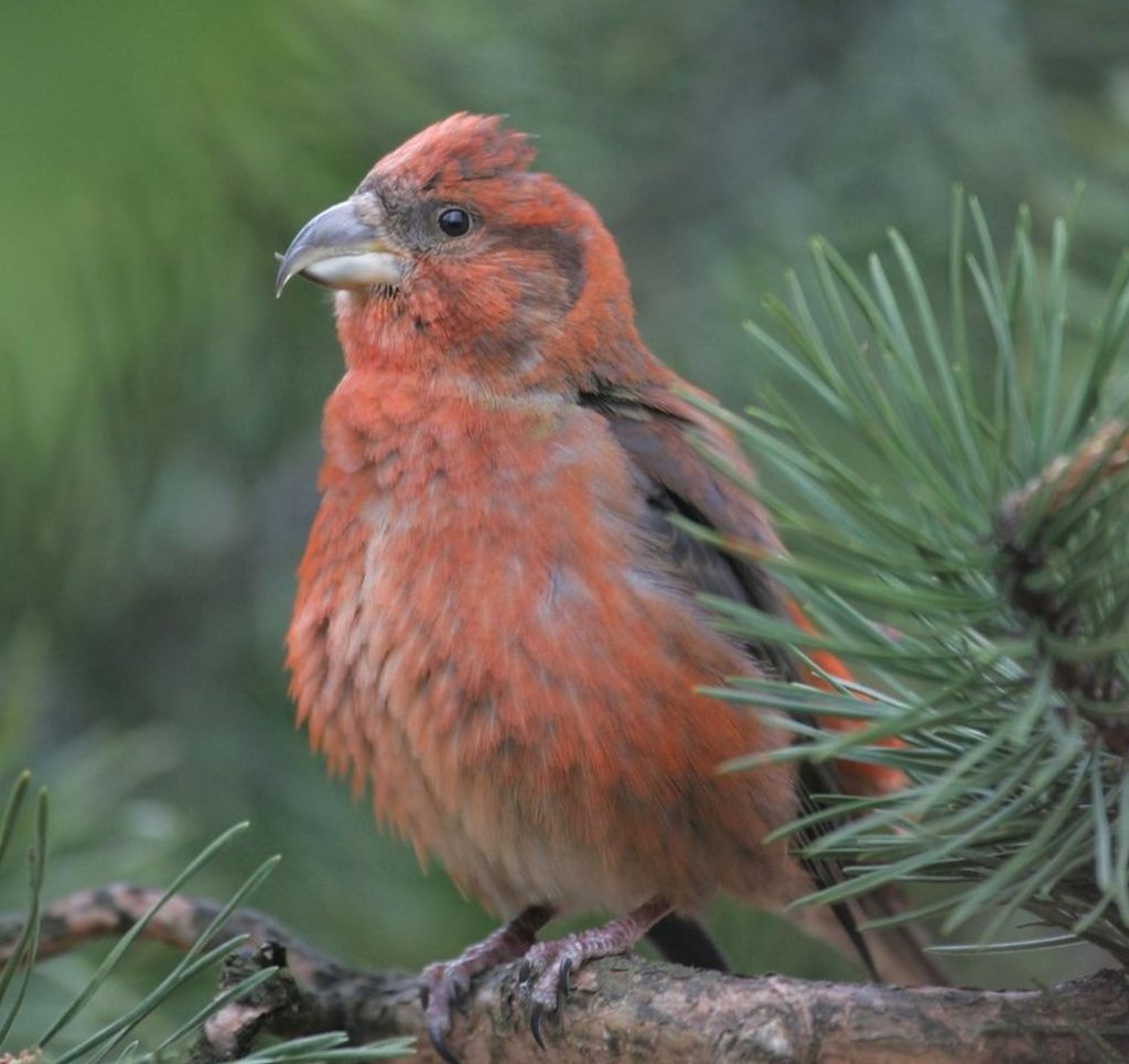 Scottish Crossbill Faces Climate Change Extinction Bbc News