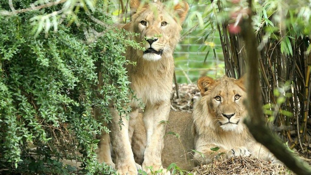 German lion escape: Sad end in Leipzig zoo - BBC News