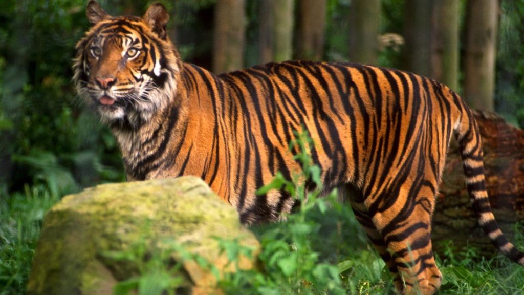 Tiger shot in Paris after roaming streets - BBC News