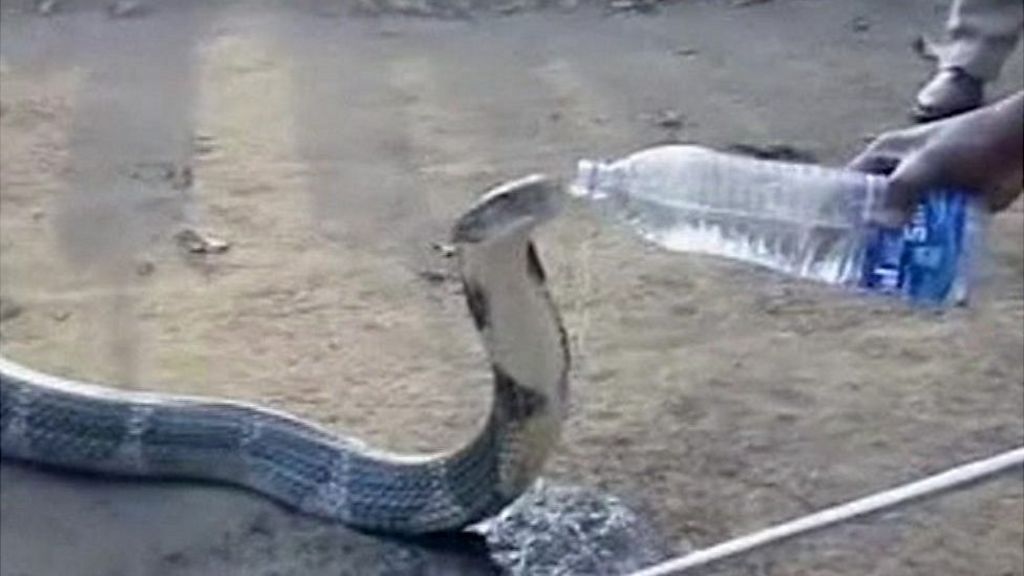 Thirsty snake drinks from water bottle BBC News
