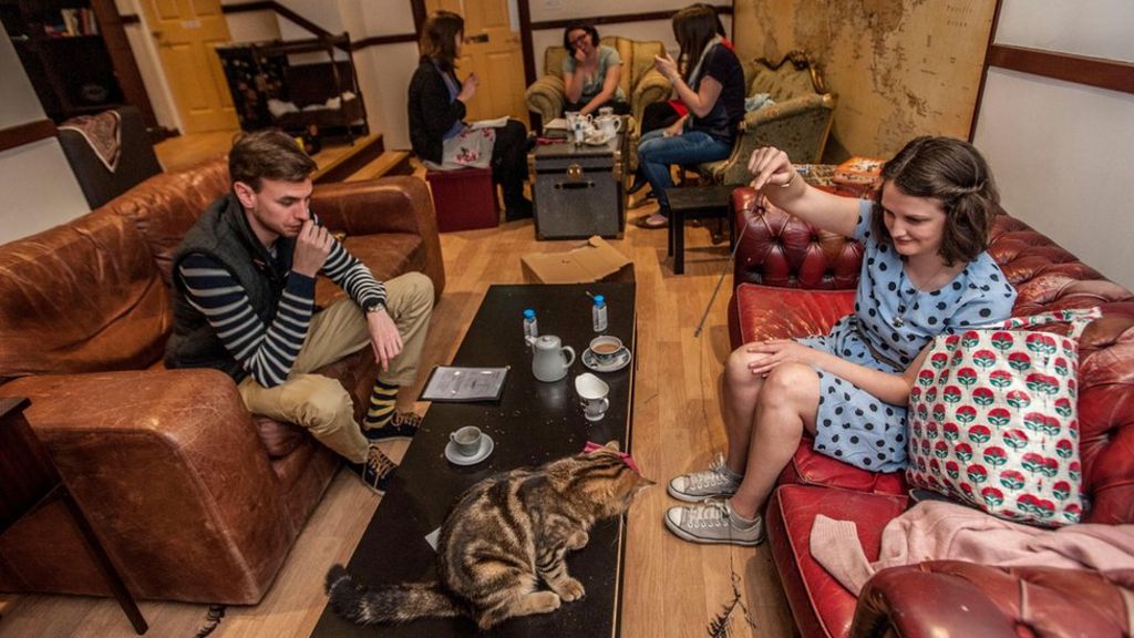 Are Cat Cafes Good For Cats Bbc News