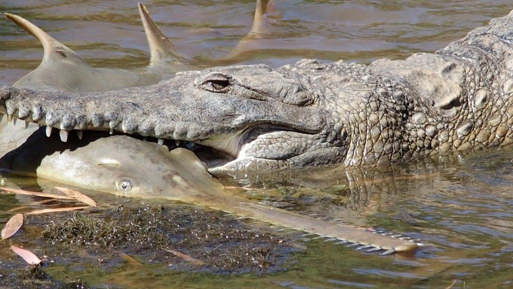 Photos show crocodile eating sawfish in Australia - BBC News