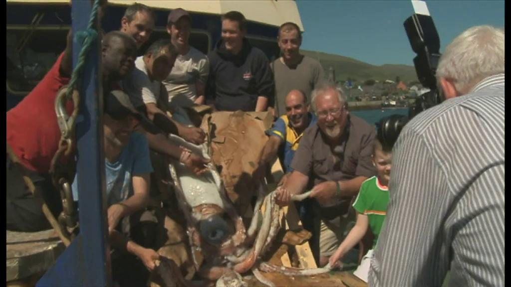 Irish crew hook their second 'extremely rare' giant squid