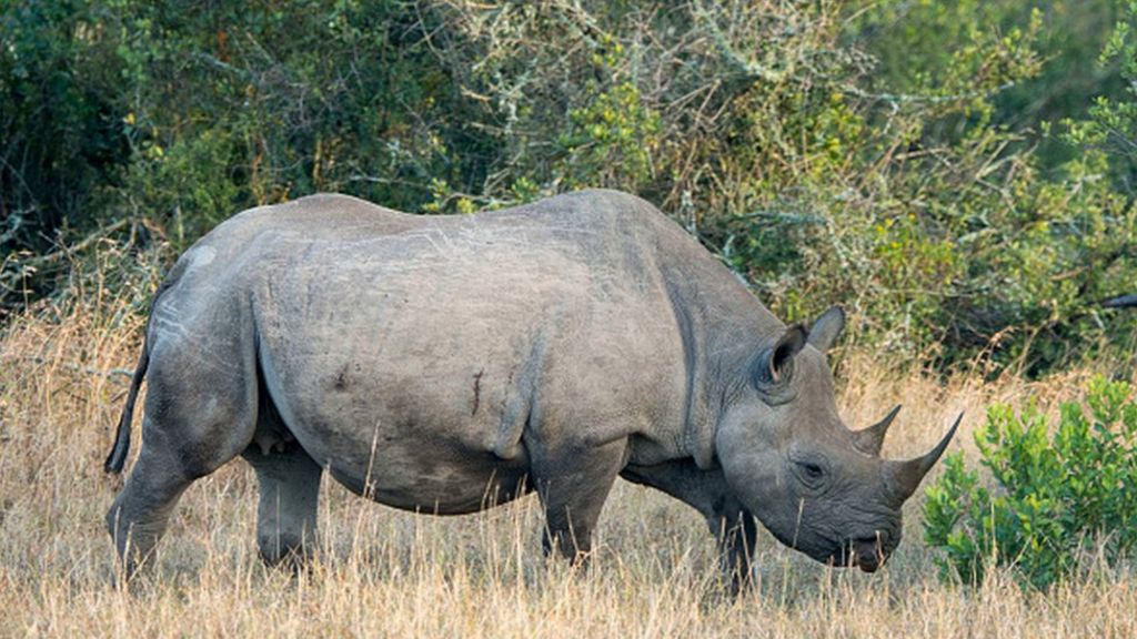 Black rhino: 'New plan' to help save endangered animal - BBC News