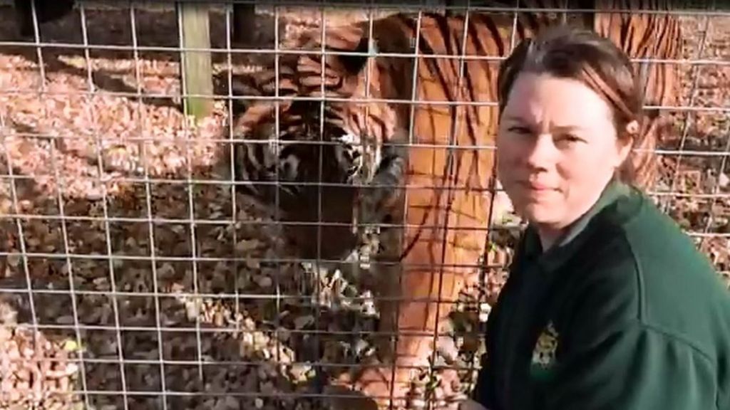Zookeeper death: Tiger will not be put down