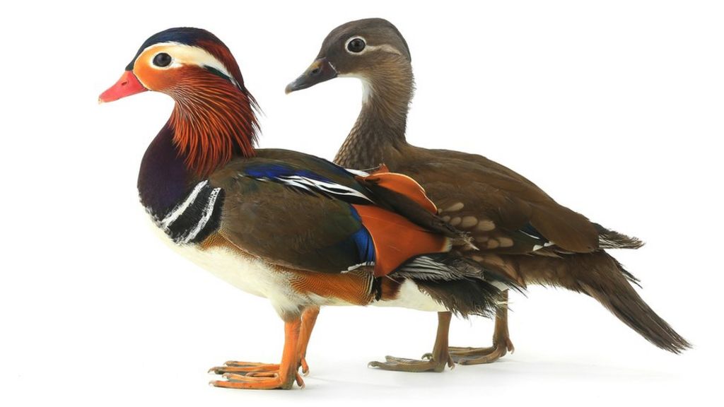 How does a duck change its sex? - BBC News