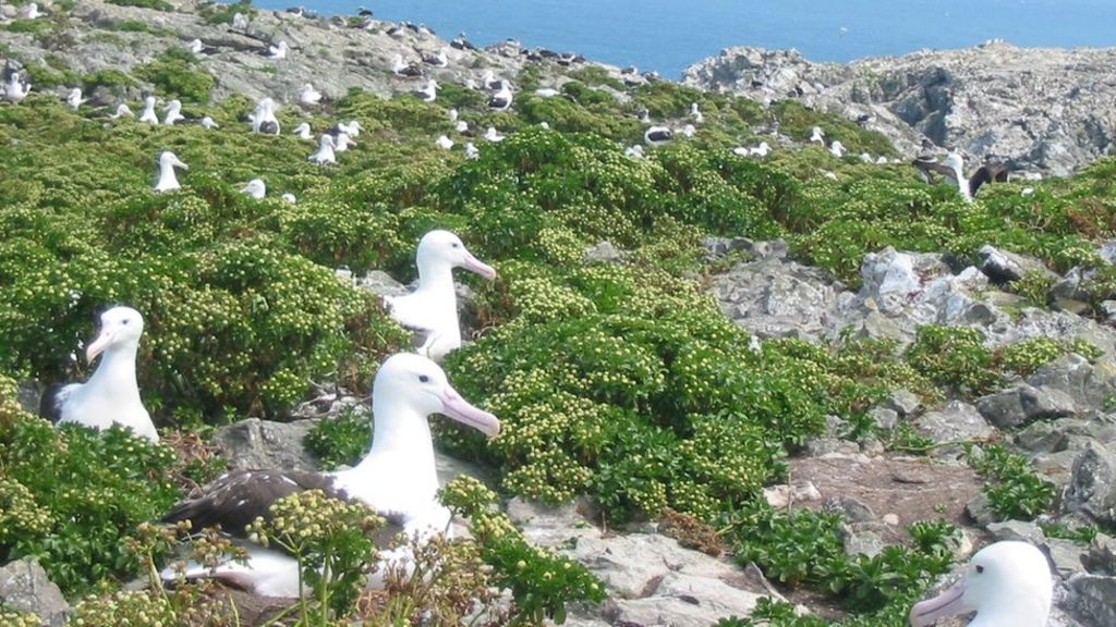 Albatrosses counted from space