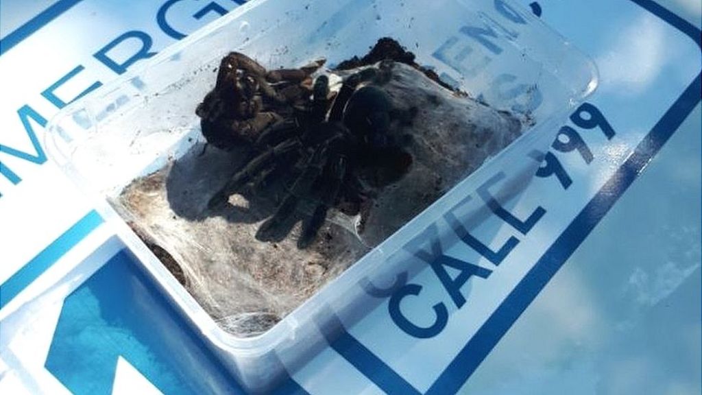 Hundreds of tarantulas found in van on M5
