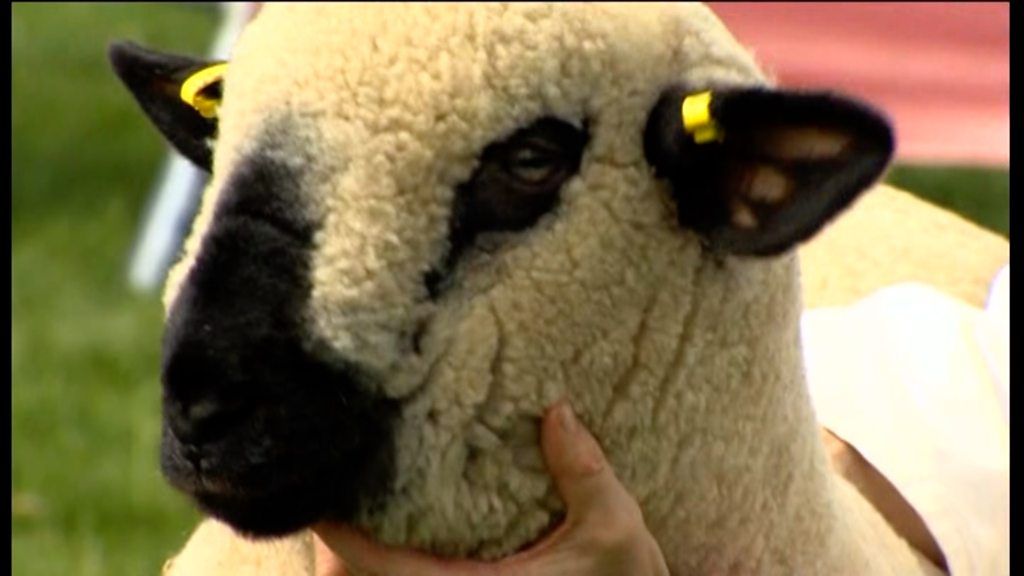 Join us at the Balmoral Show