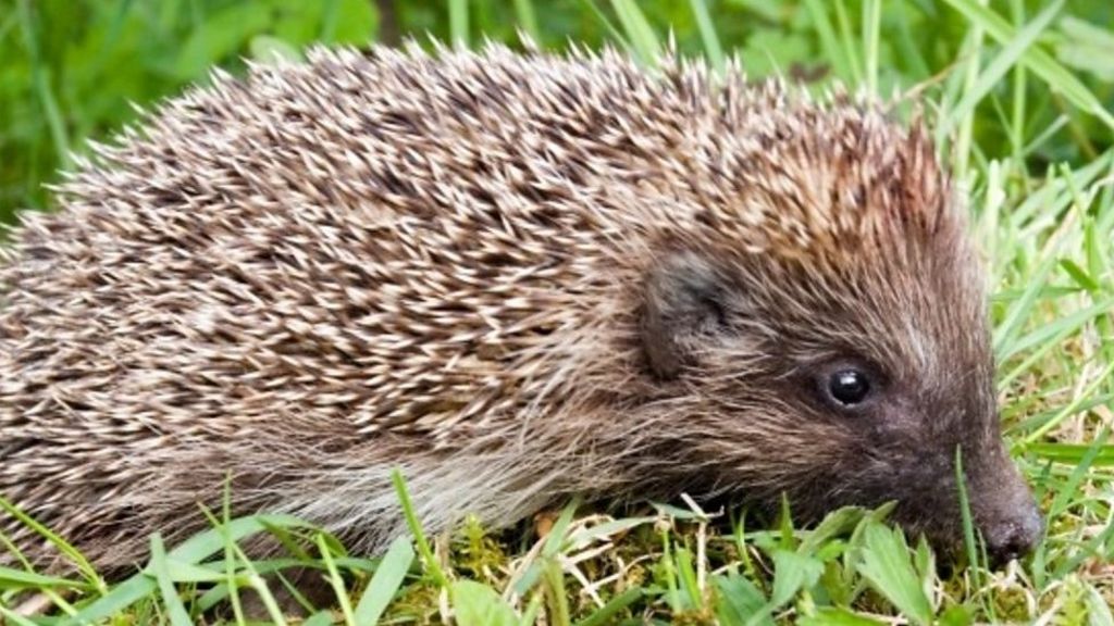 The village that made itself hedgehog friendly