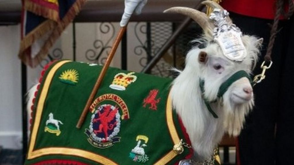 goat royal 1