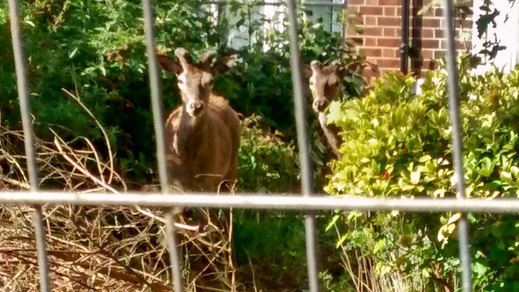 Escaped stags cause 'chaos' on Nottingham road