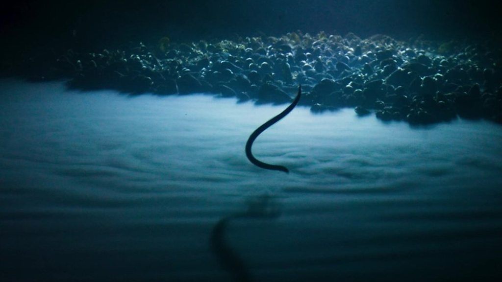 Blue II Eel suffers toxic shock in underwater lake BBC News
