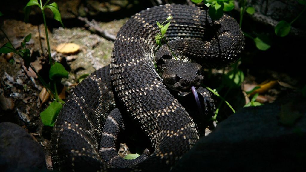 Florida man tries to kiss rattlesnake; gets bitten