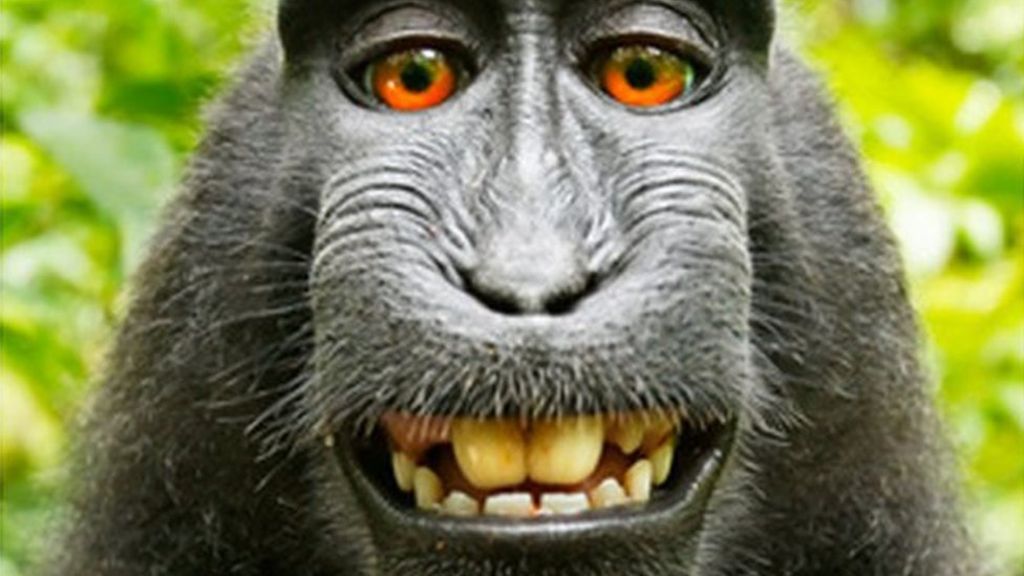 Selfie monkey