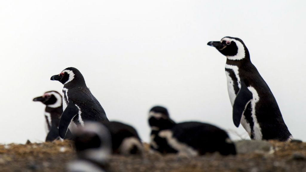 Peter the penguin. Мина Пингвин. Фолклендские острова пингвины. Фолклендские острова, 50 пенсов, 2017, 2020, 2021, Магелланов Пингвин. Пингвин а теперь я уже не хочу.