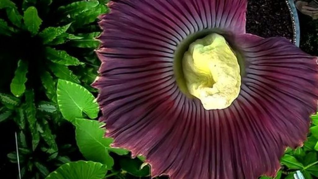 Corpse flower World�s smelliest plant blooms in Edinburgh