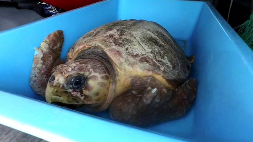 Endangered turtle set free in Florida